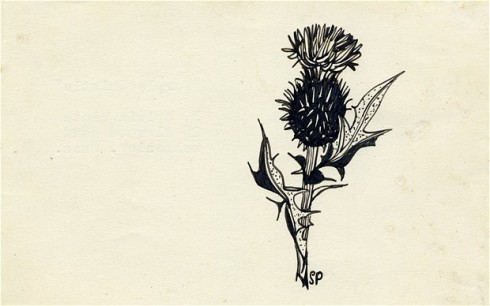 Sylvia Plath Purple Thistle drawing